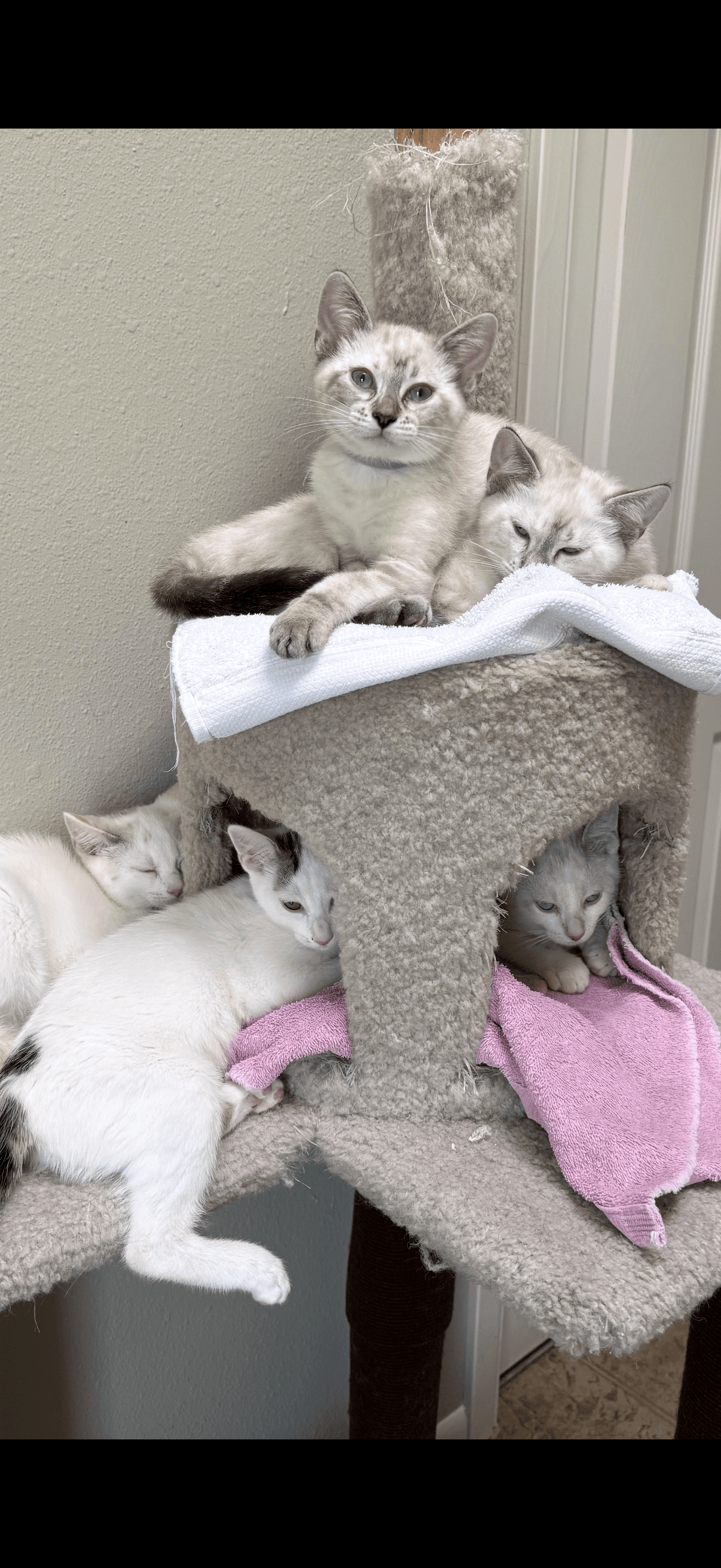 Megan - Domestic Short Hair