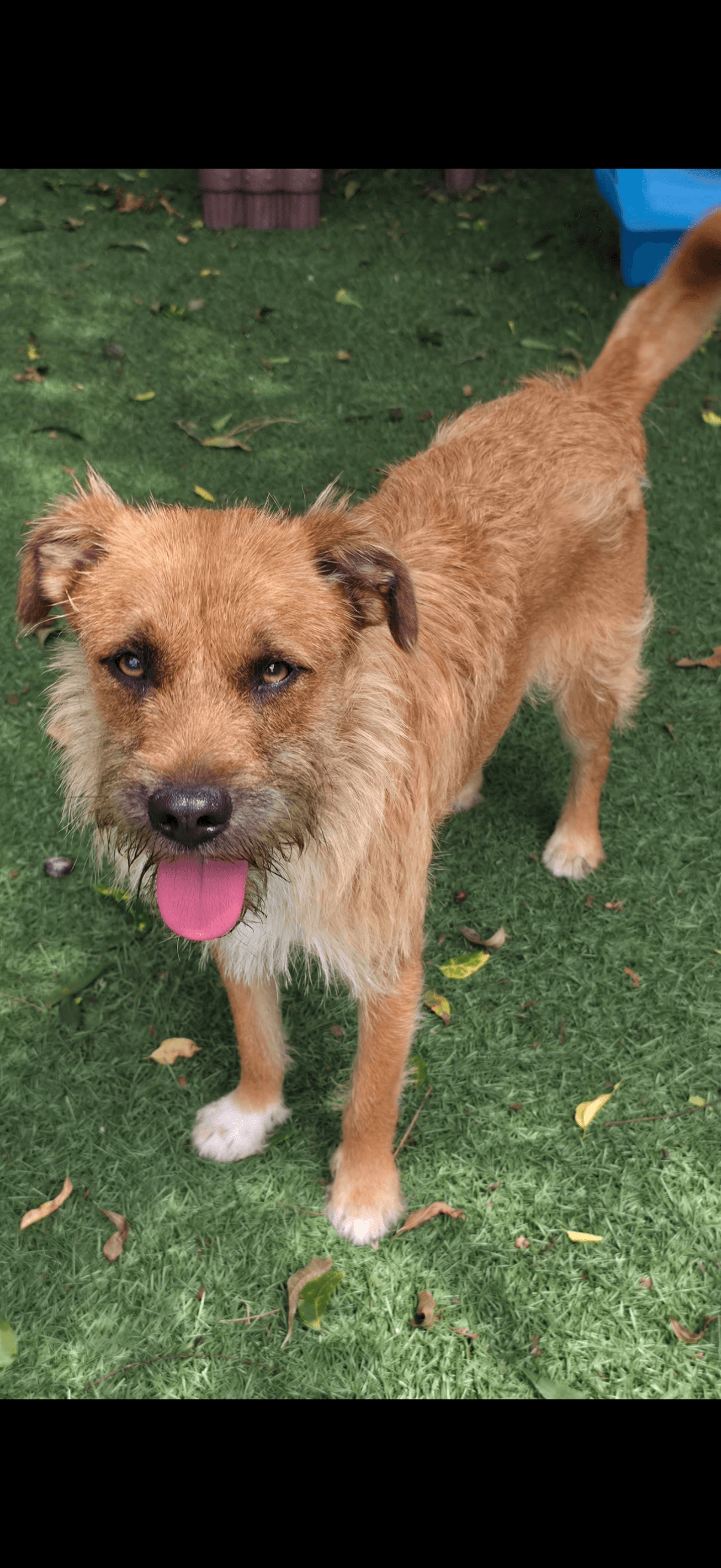 Dexter - Terrier