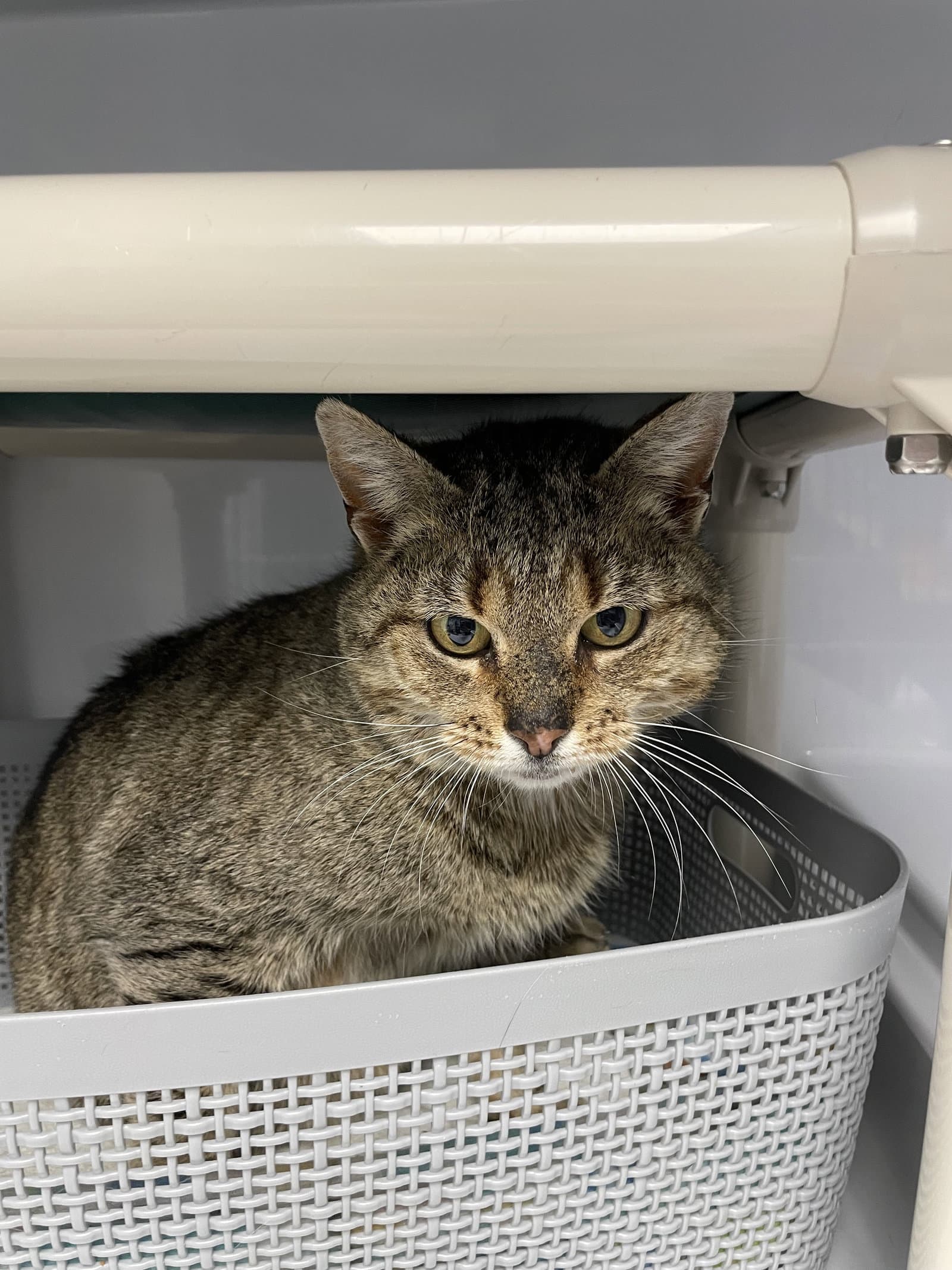 Marigold - Domestic Short Hair