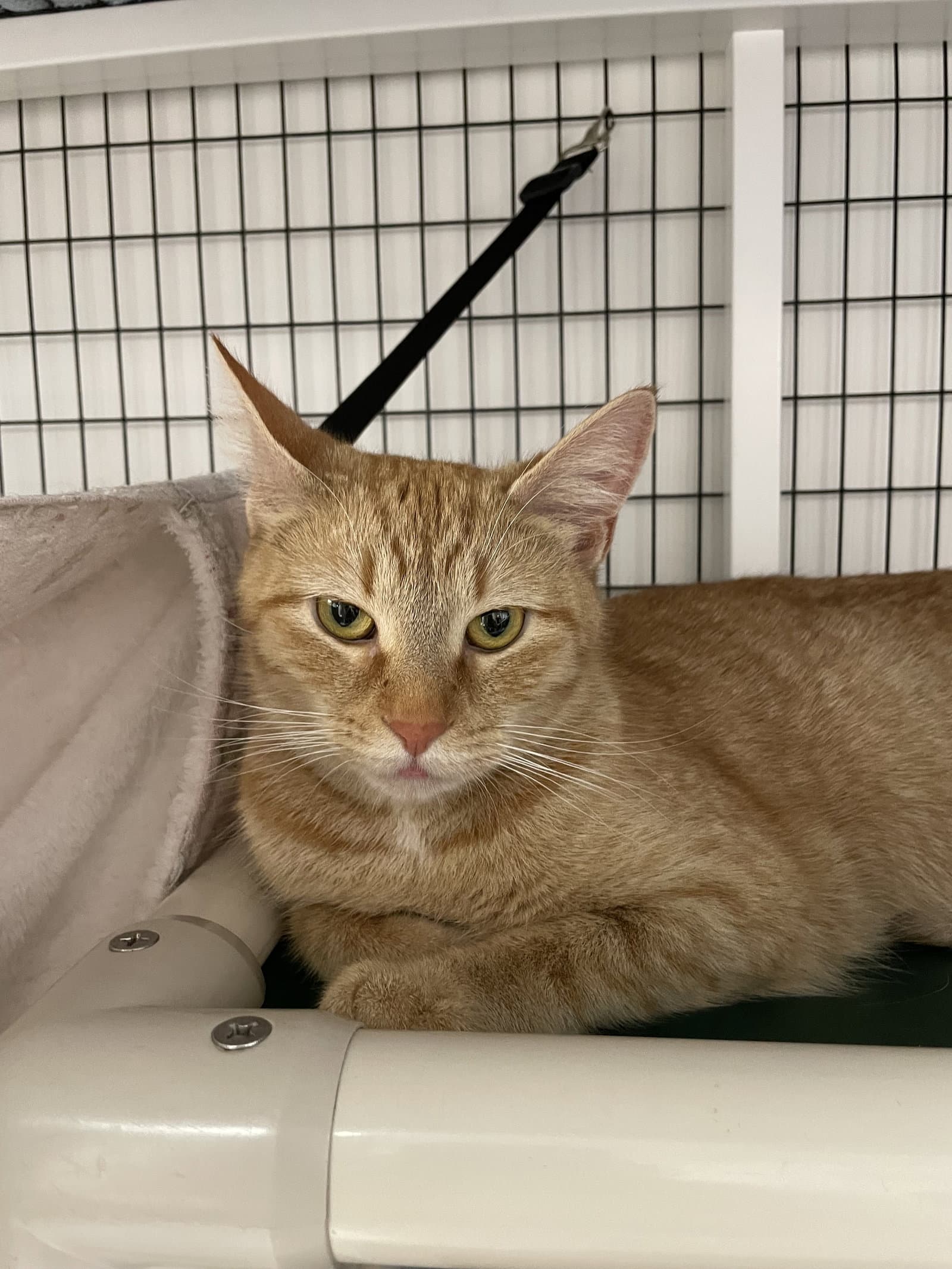 Clementine - Domestic Short Hair