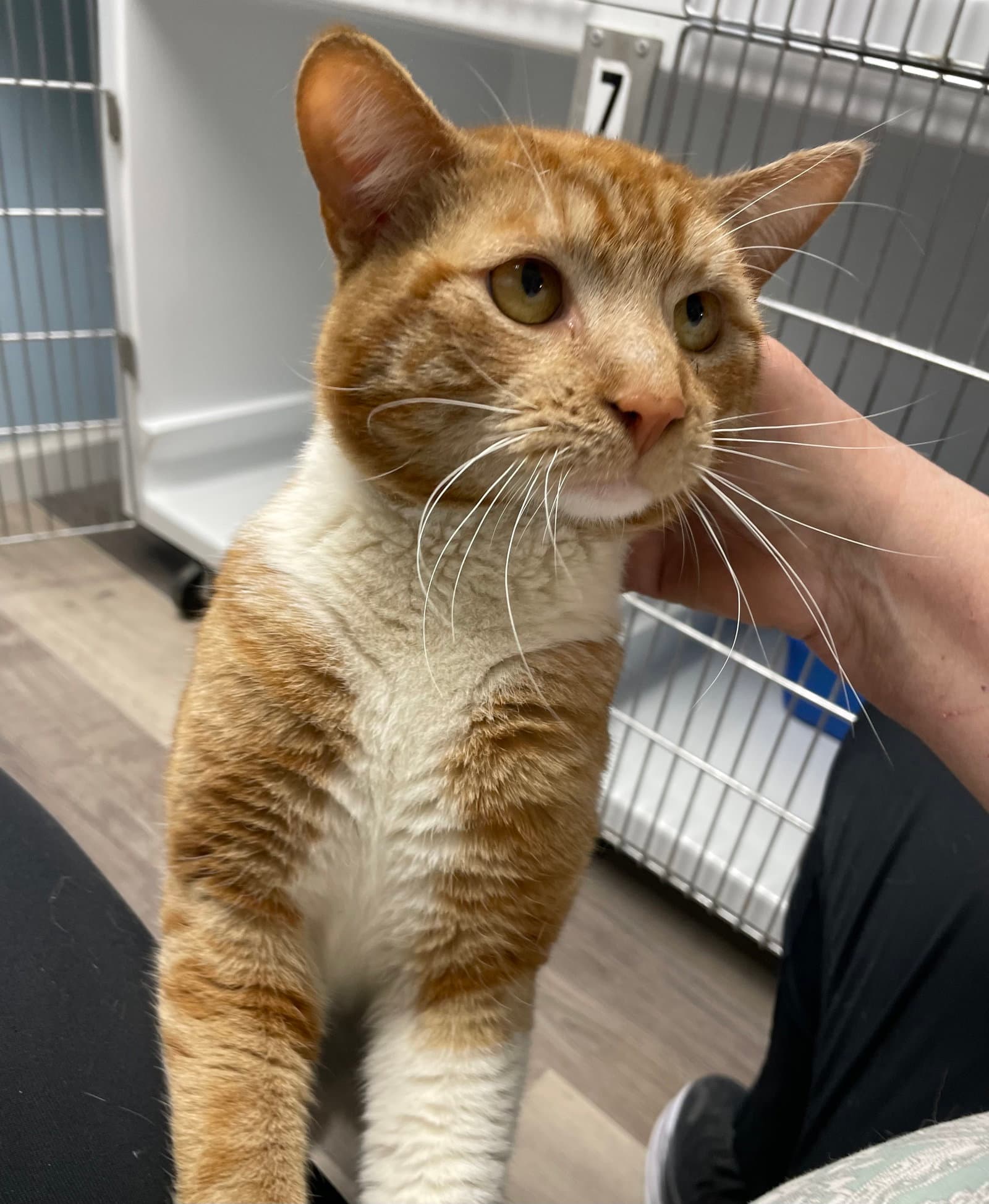 Booker - Domestic Short Hair