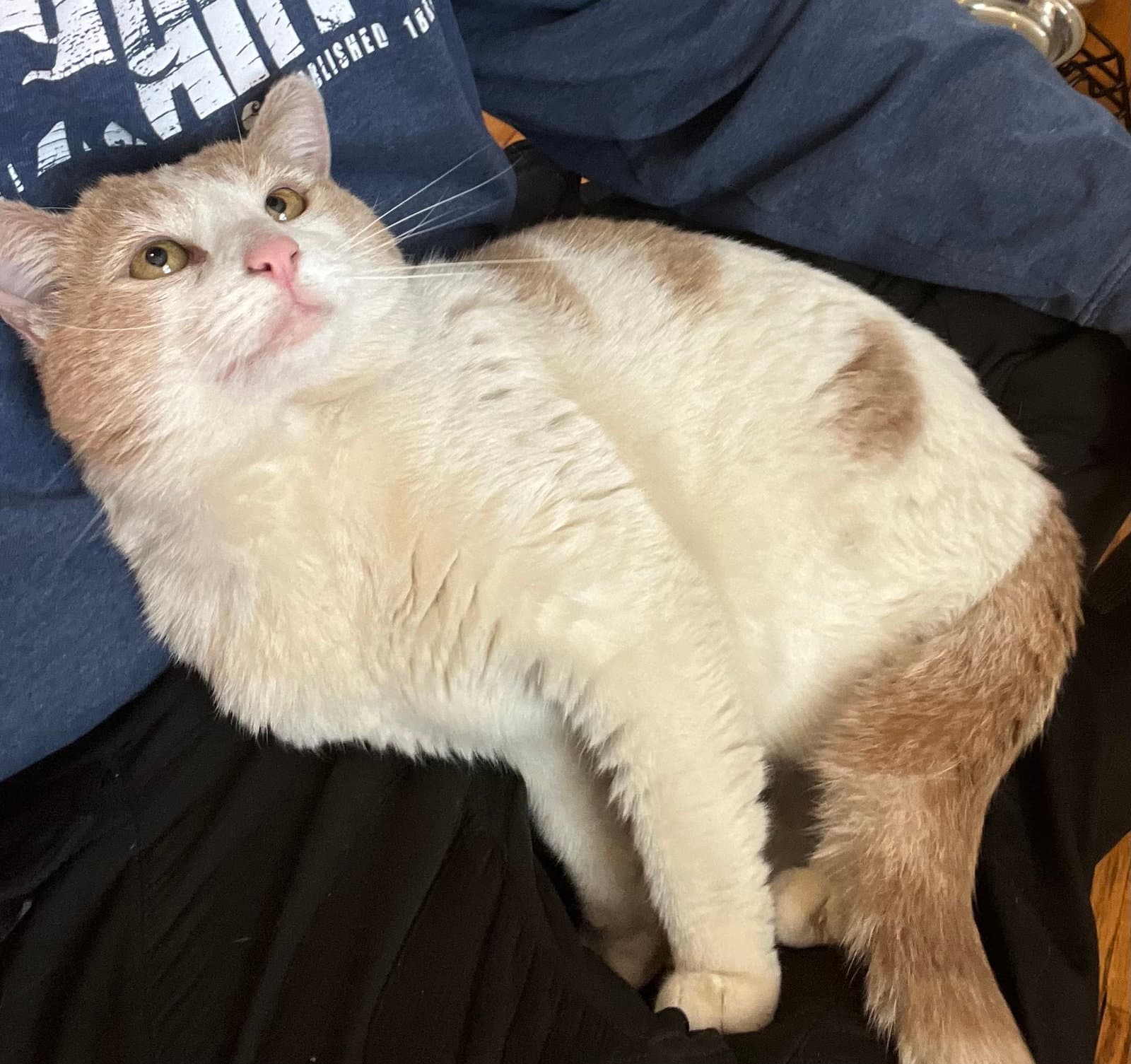 Chester - Domestic Short Hair