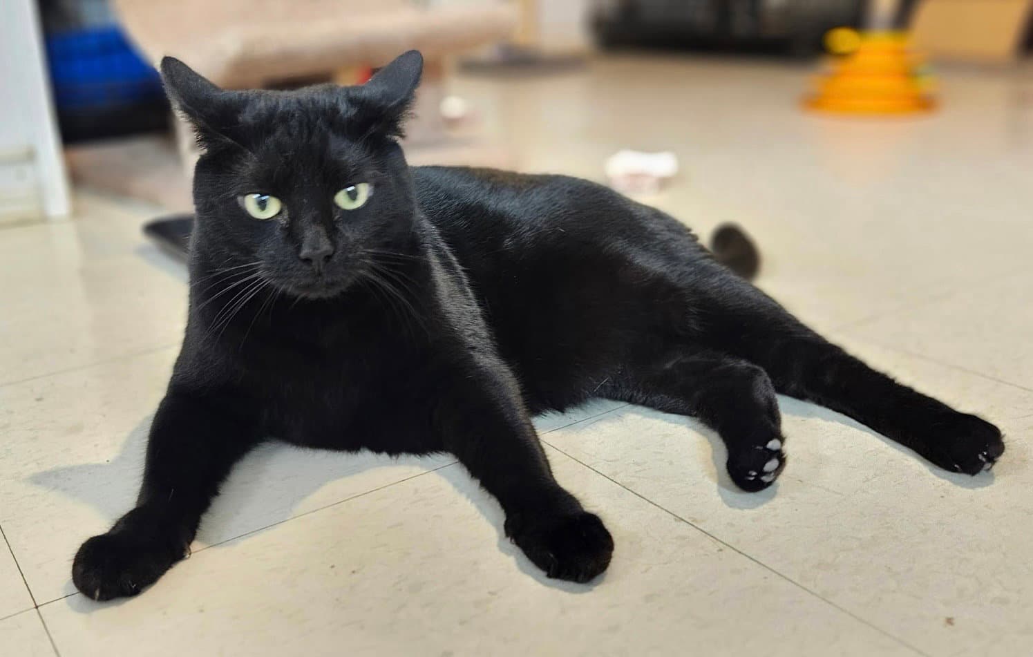 Elvis - Domestic Short Hair