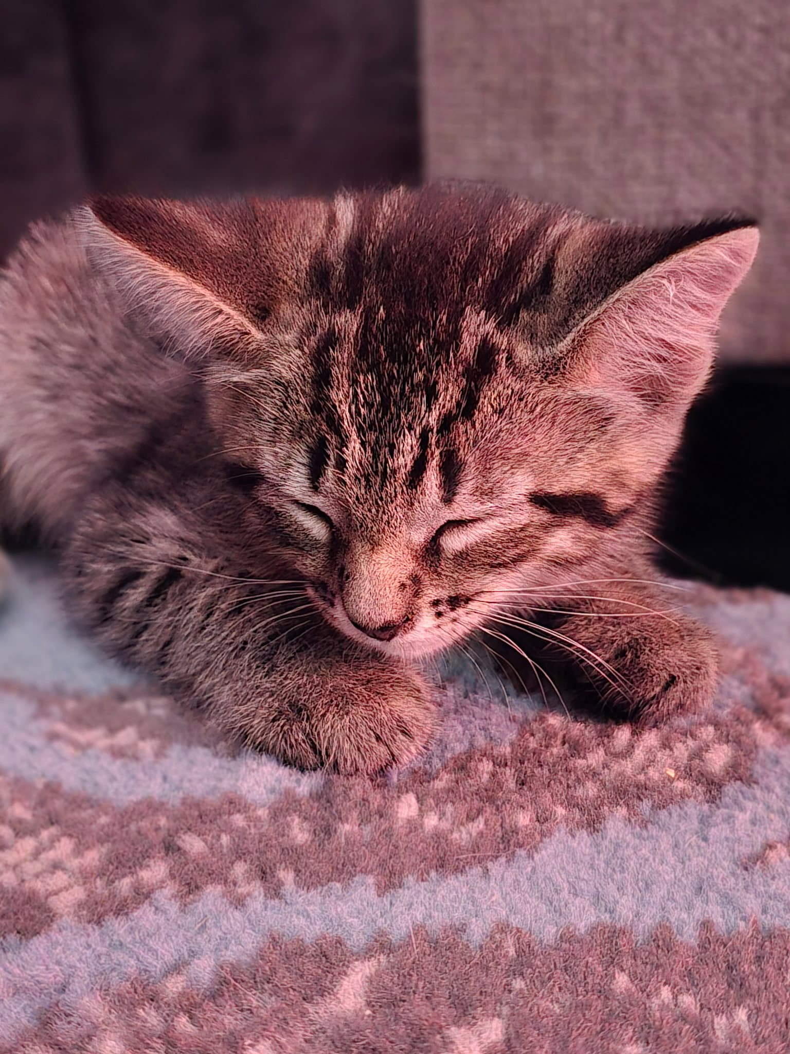 Rex - Domestic Short Hair