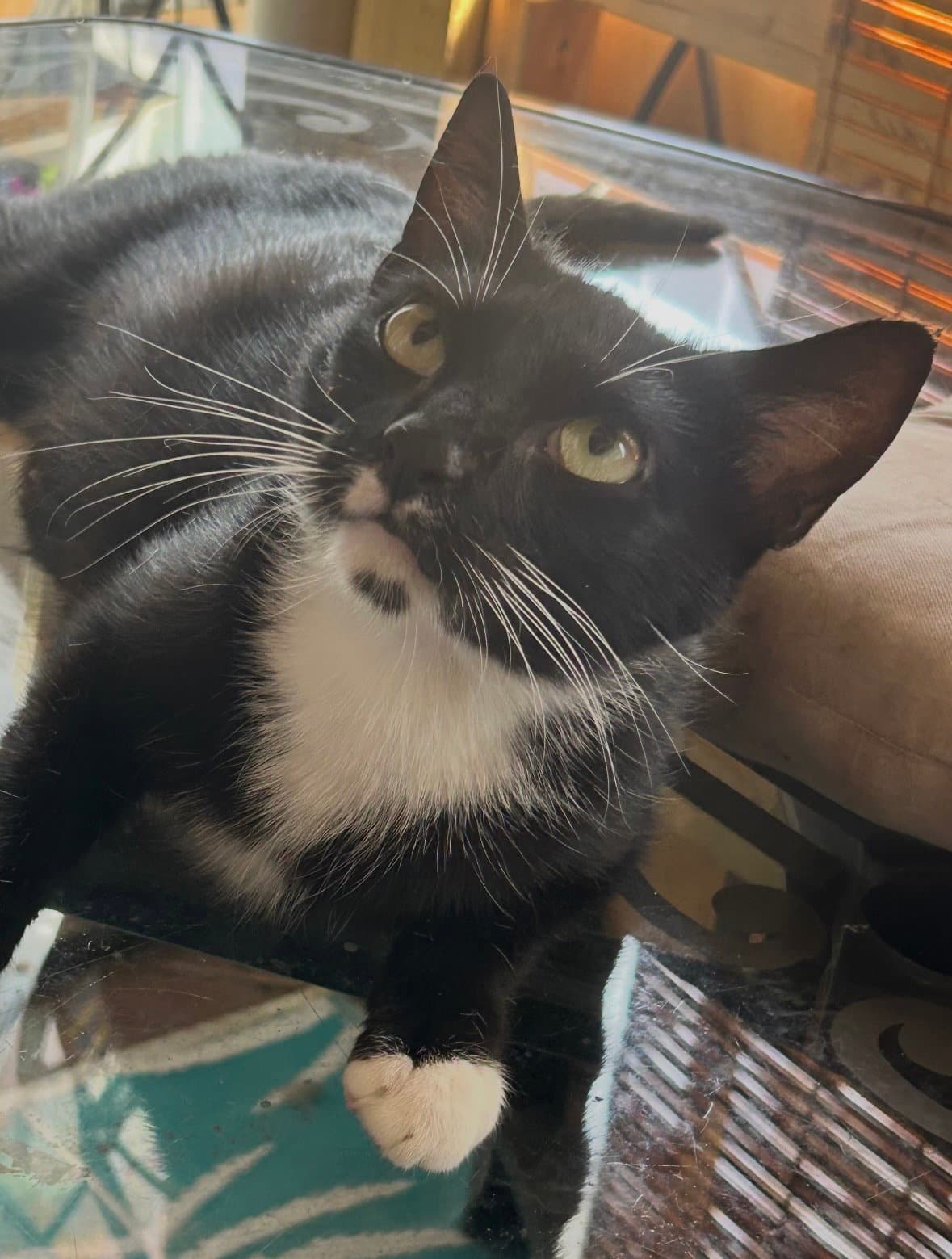 Lola - Domestic Short Hair