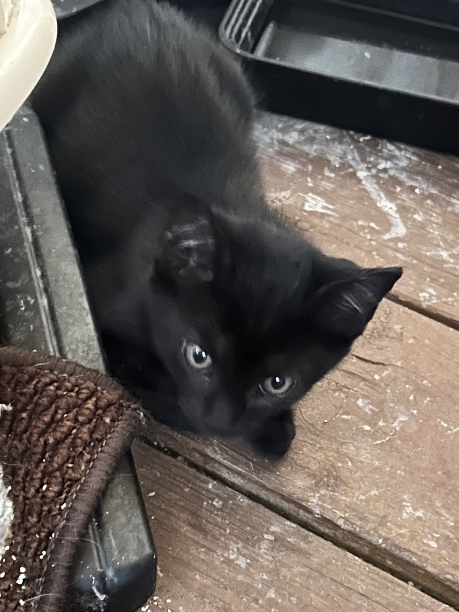 Jet - Domestic Short Hair