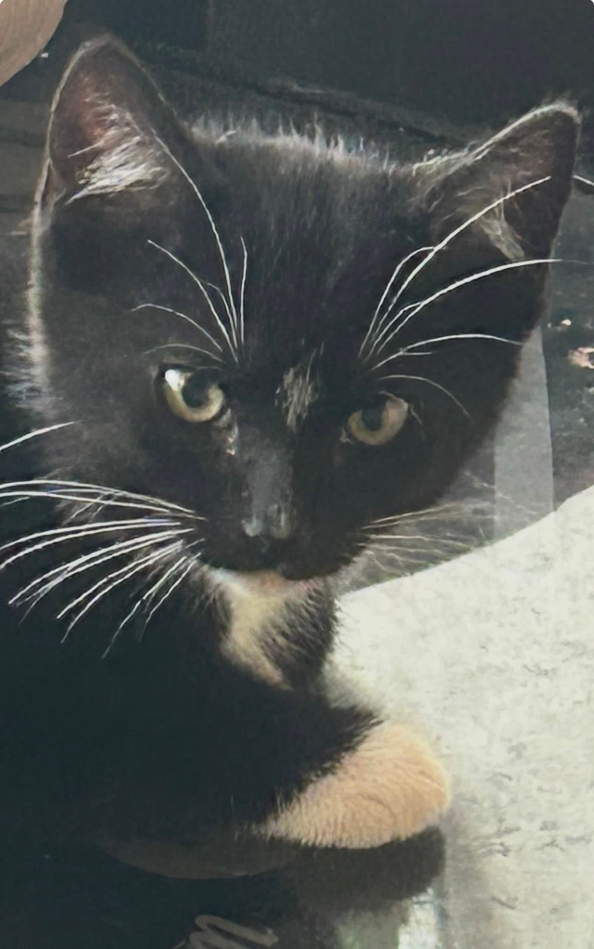 Shondell - Domestic Short Hair