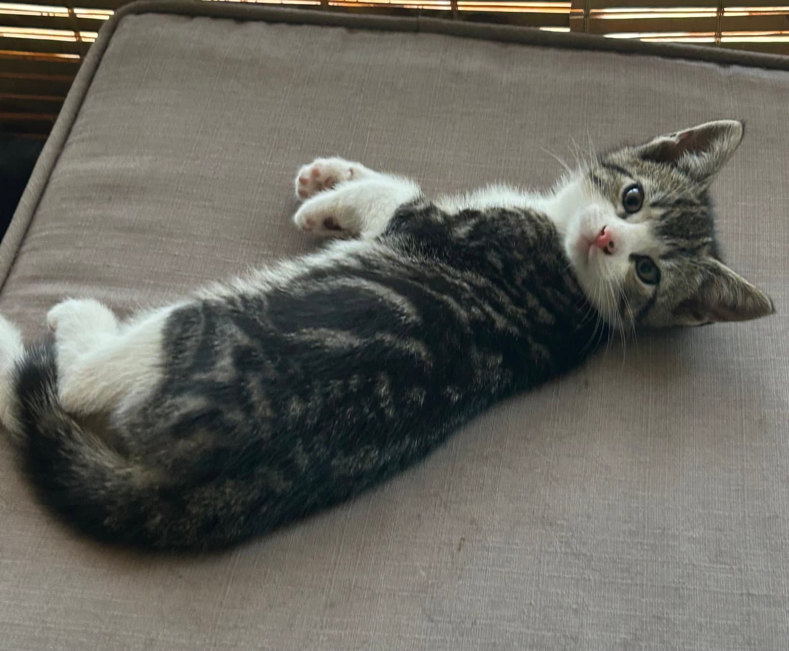Grayson - Domestic Short Hair
