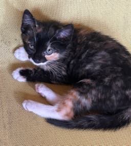 Callie image 1