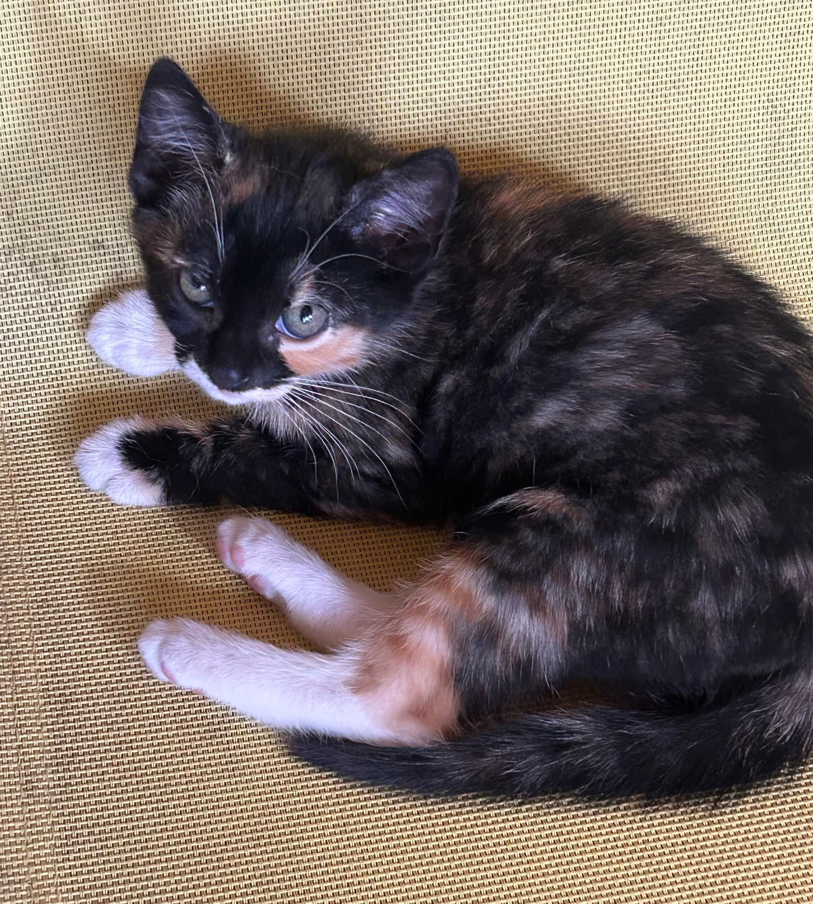 Callie - Domestic Short Hair