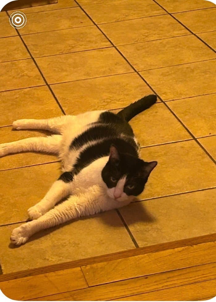 Hope - Domestic Short Hair