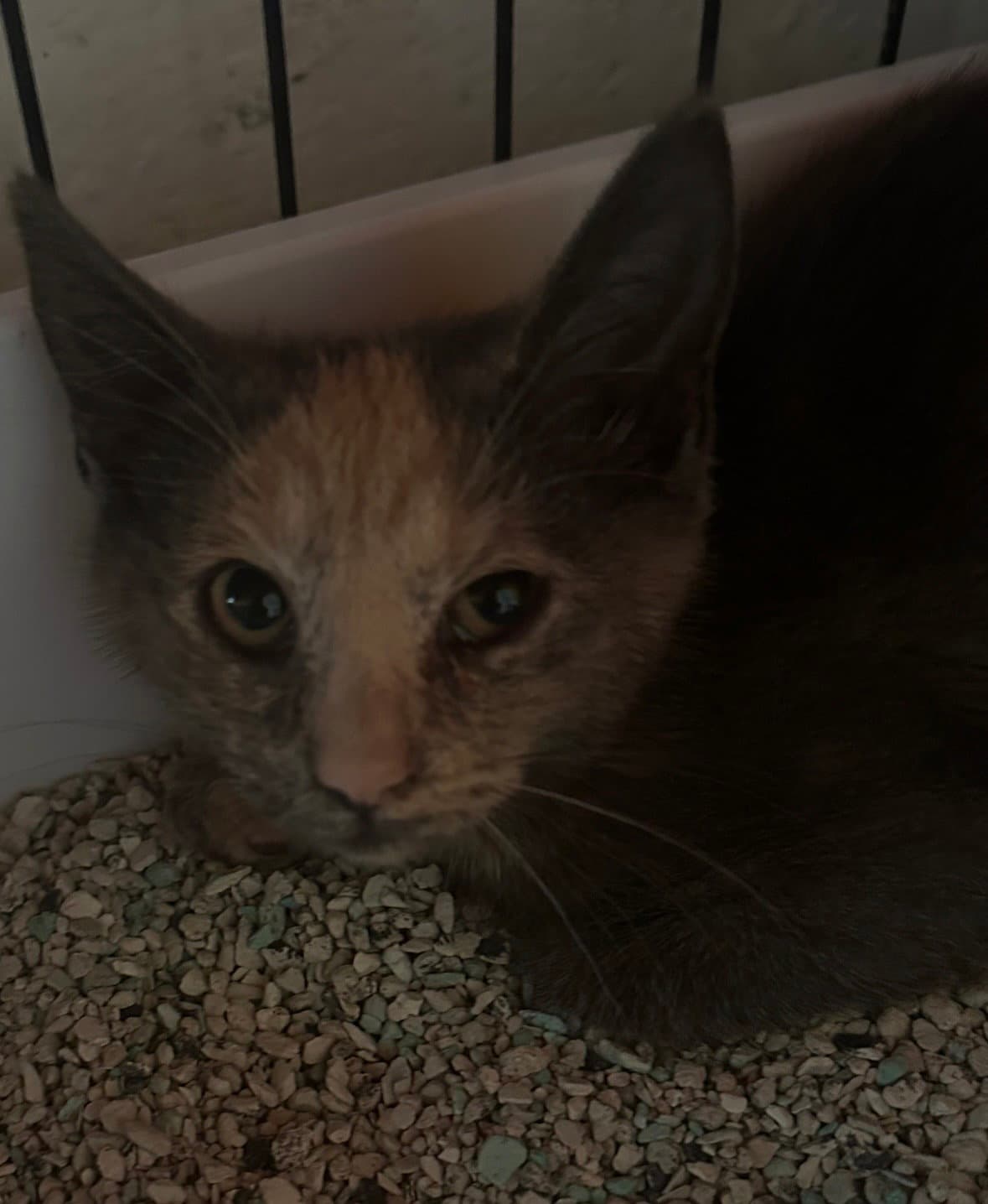 Dory - Domestic Short Hair