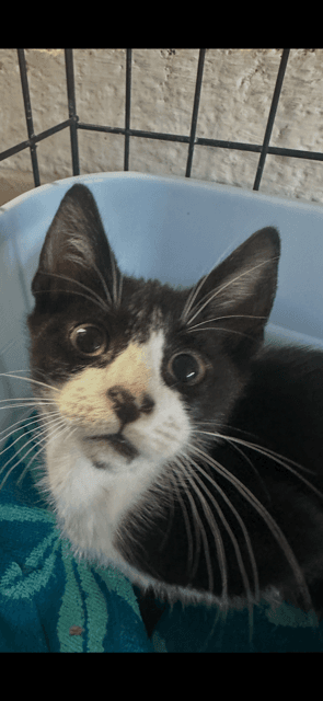 Shea - Domestic Short Hair