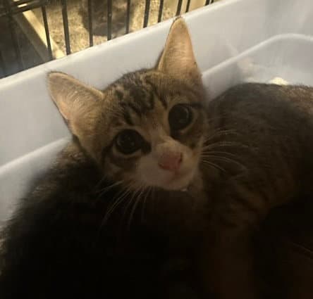Preston - Domestic Short Hair
