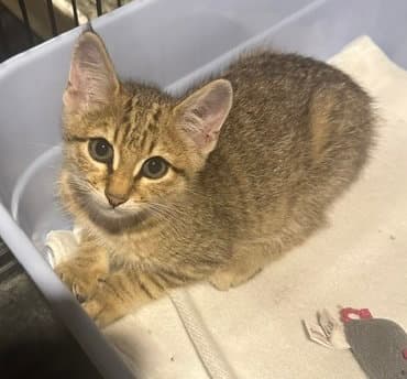 Bristol - Domestic Short Hair