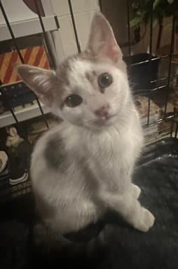 Harwich - Domestic Short Hair