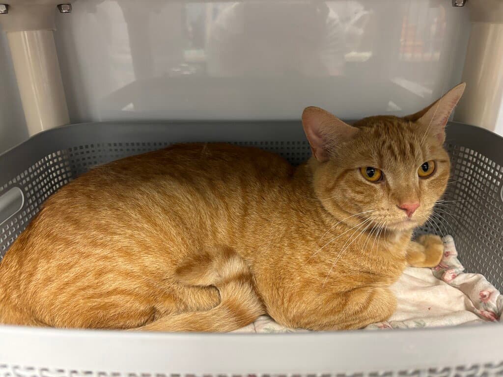 Knox - Domestic Short Hair