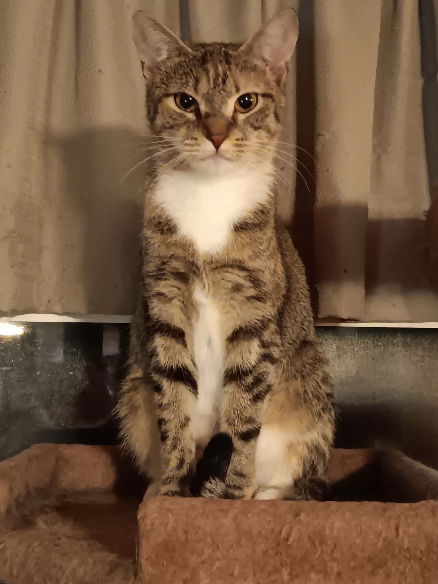 Apricot - Domestic Short Hair