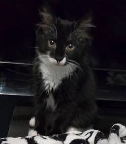 Nico image 1