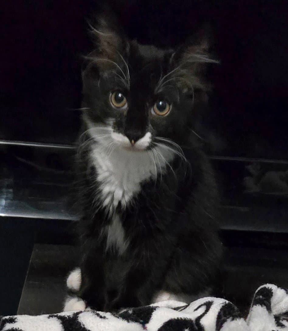Nico - Domestic Medium Hair