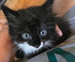 Nico image 2