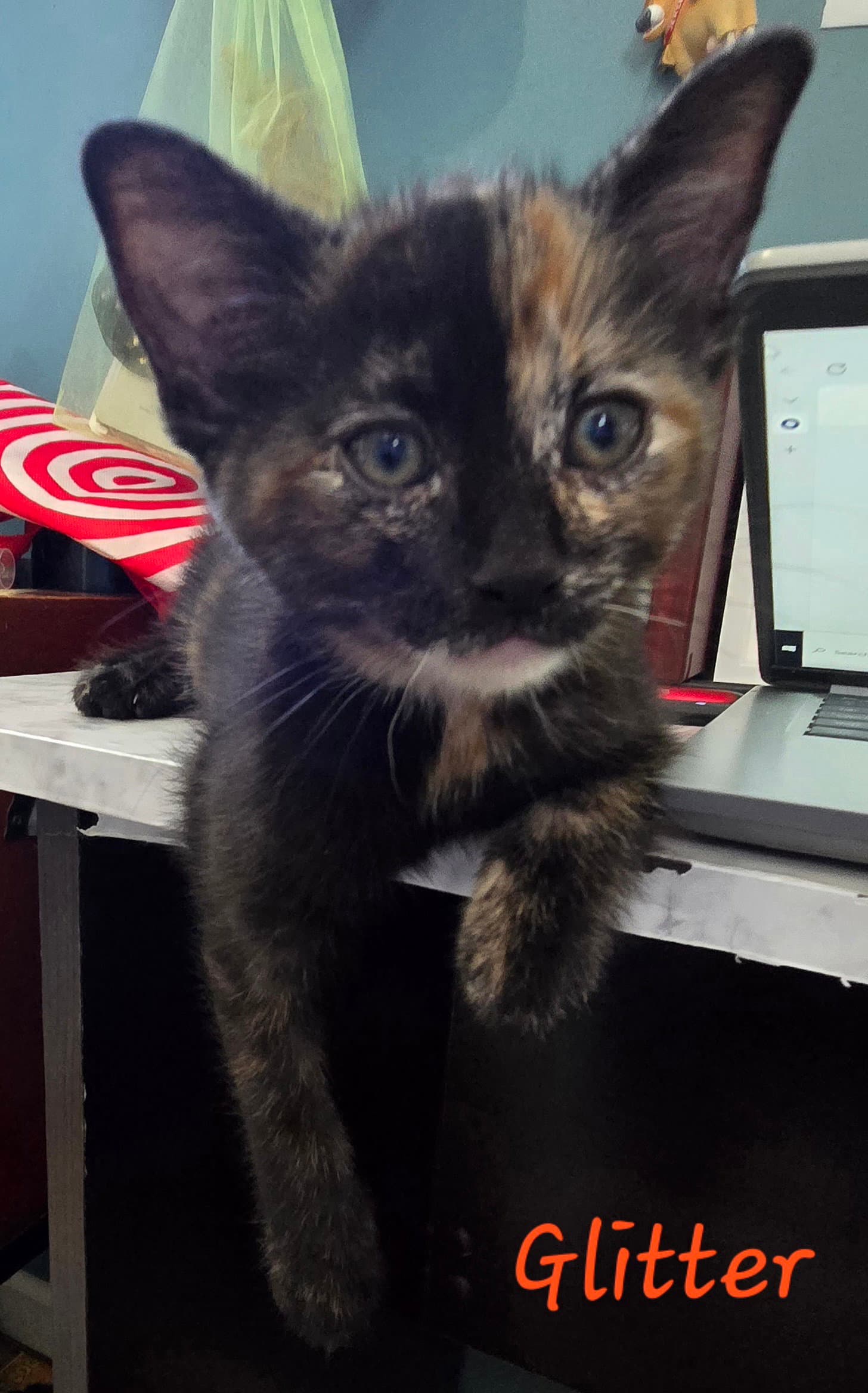 Glitter - Domestic Short Hair
