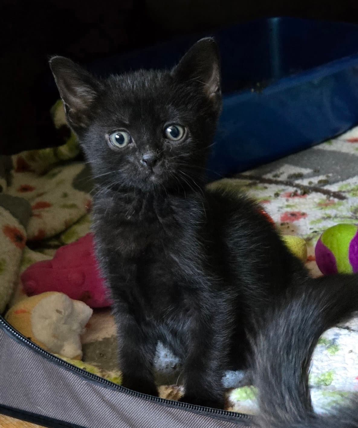 Strudel - Domestic Short Hair