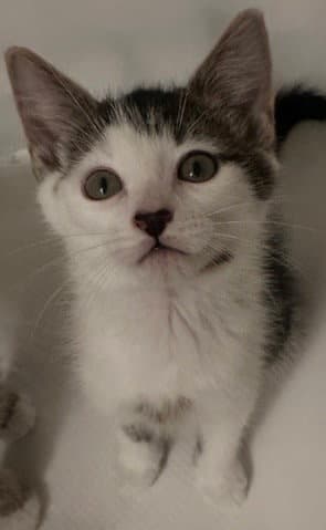 Calypso - Domestic Short Hair