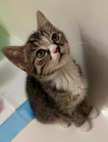 Bolero - Domestic Short Hair