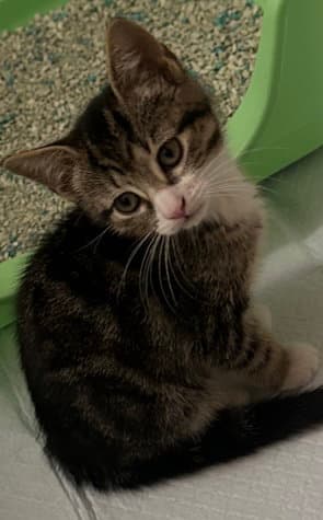 Melody - Domestic Short Hair