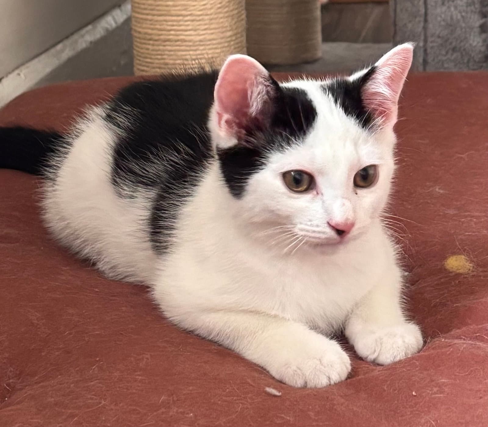 Cerberus - Domestic Short Hair