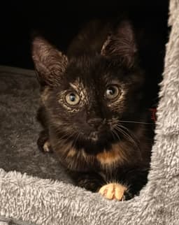 Purrsephone image 1