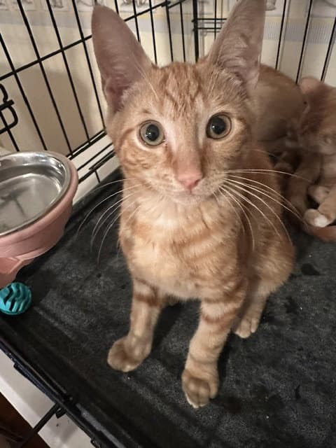 Phoenix - Domestic Short Hair