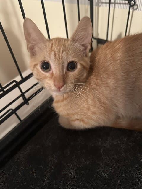 Lorelai - Domestic Short Hair