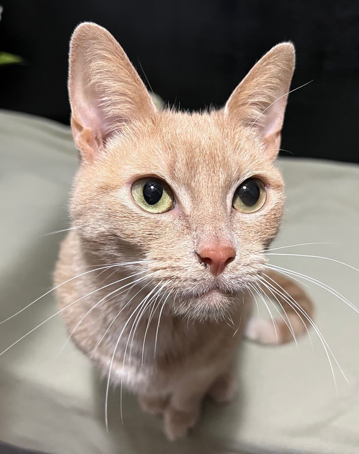 Tinkerbell - Tabby