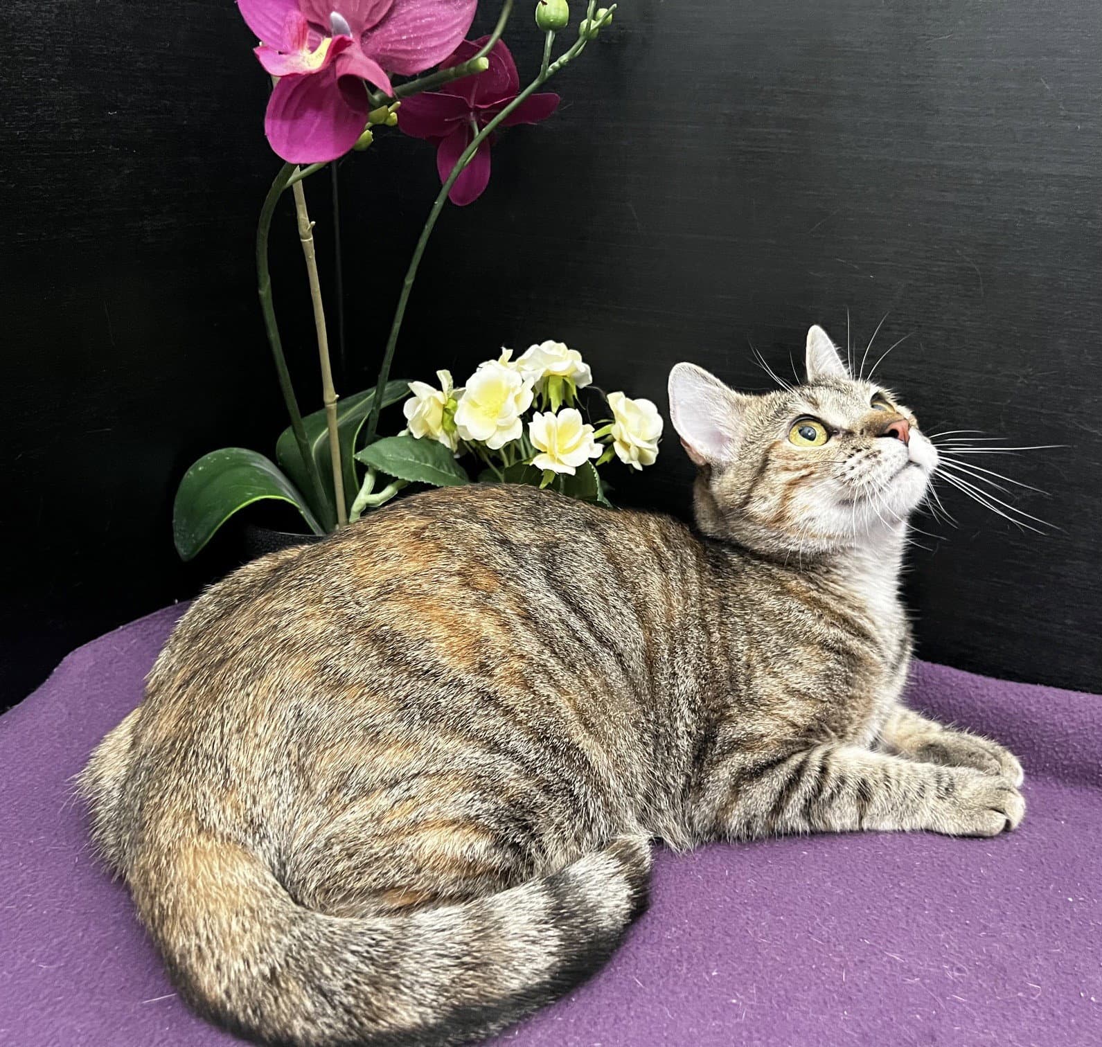 Marigold - Tabby