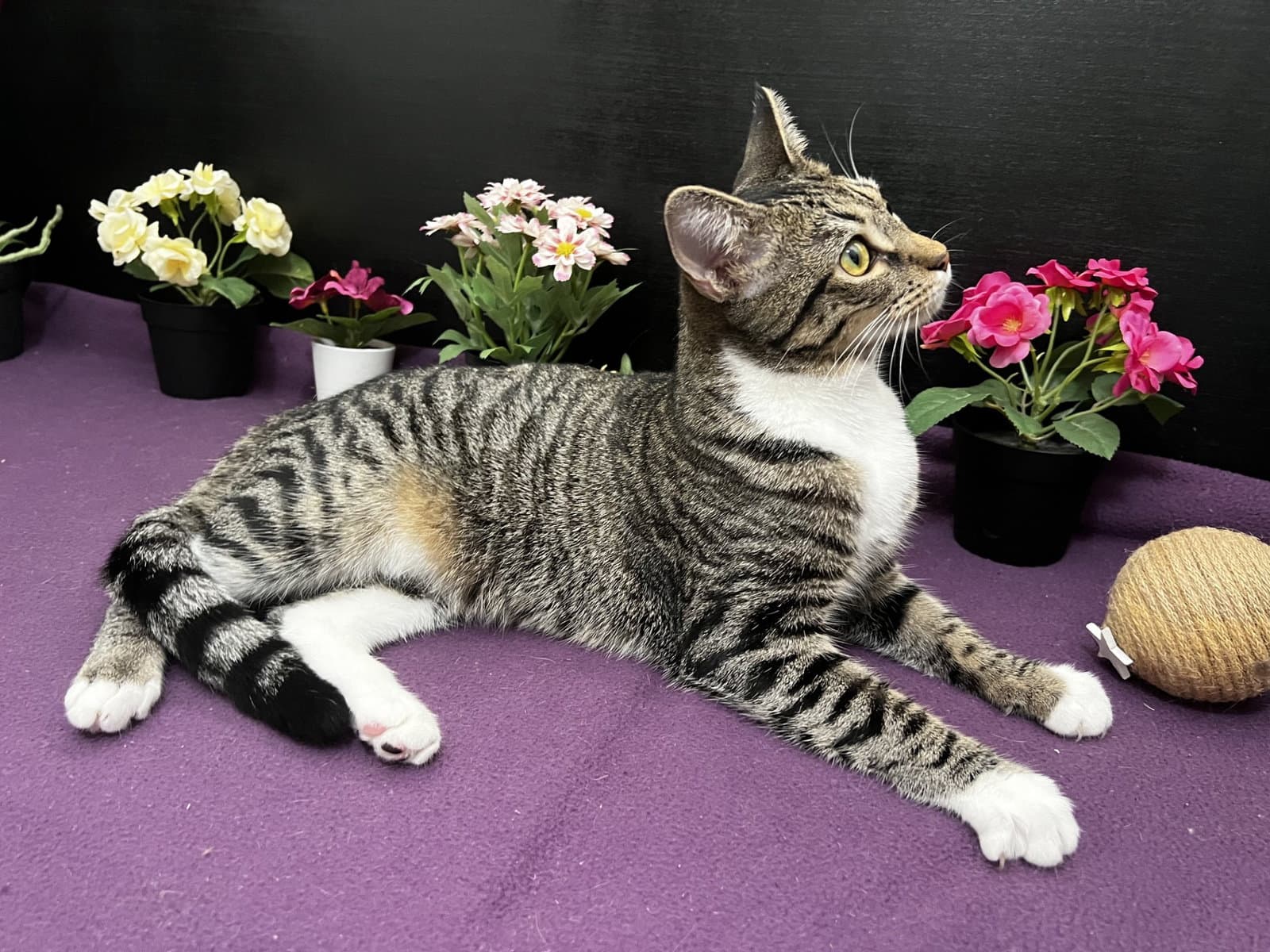Lena - Tabby