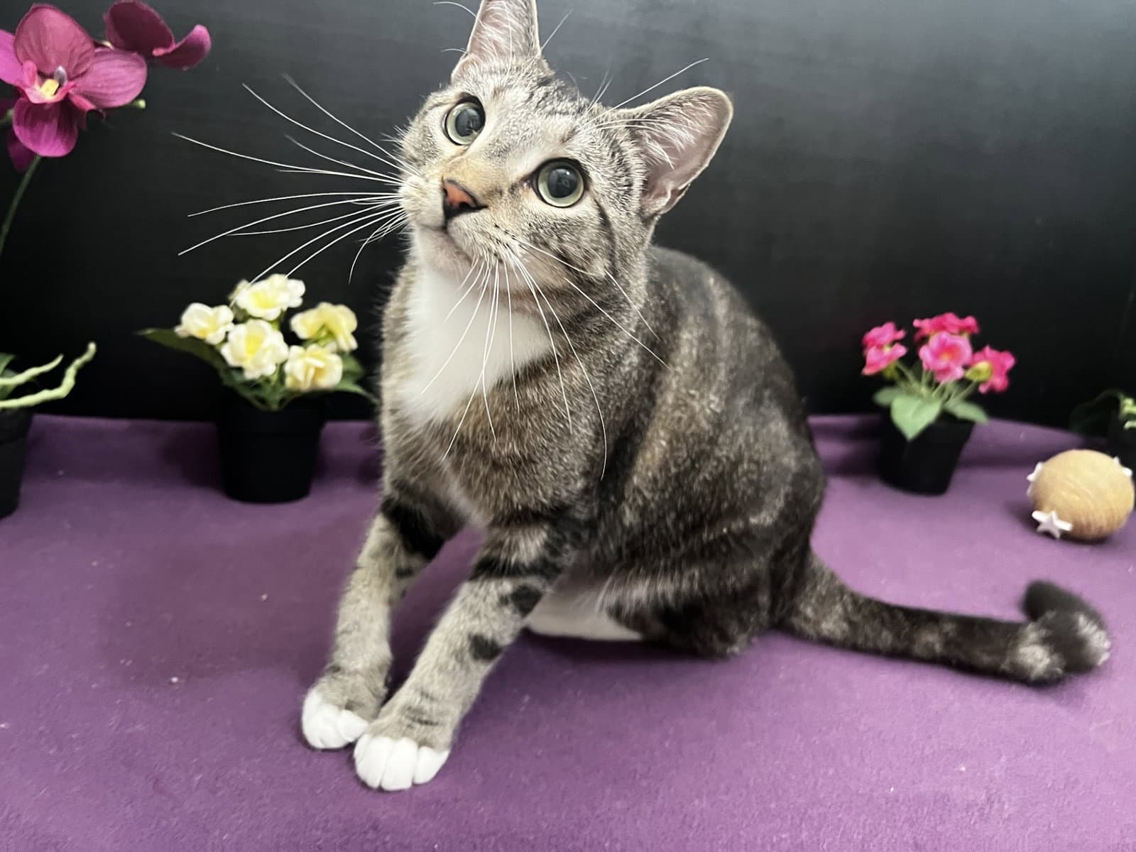 Charlee - Tabby