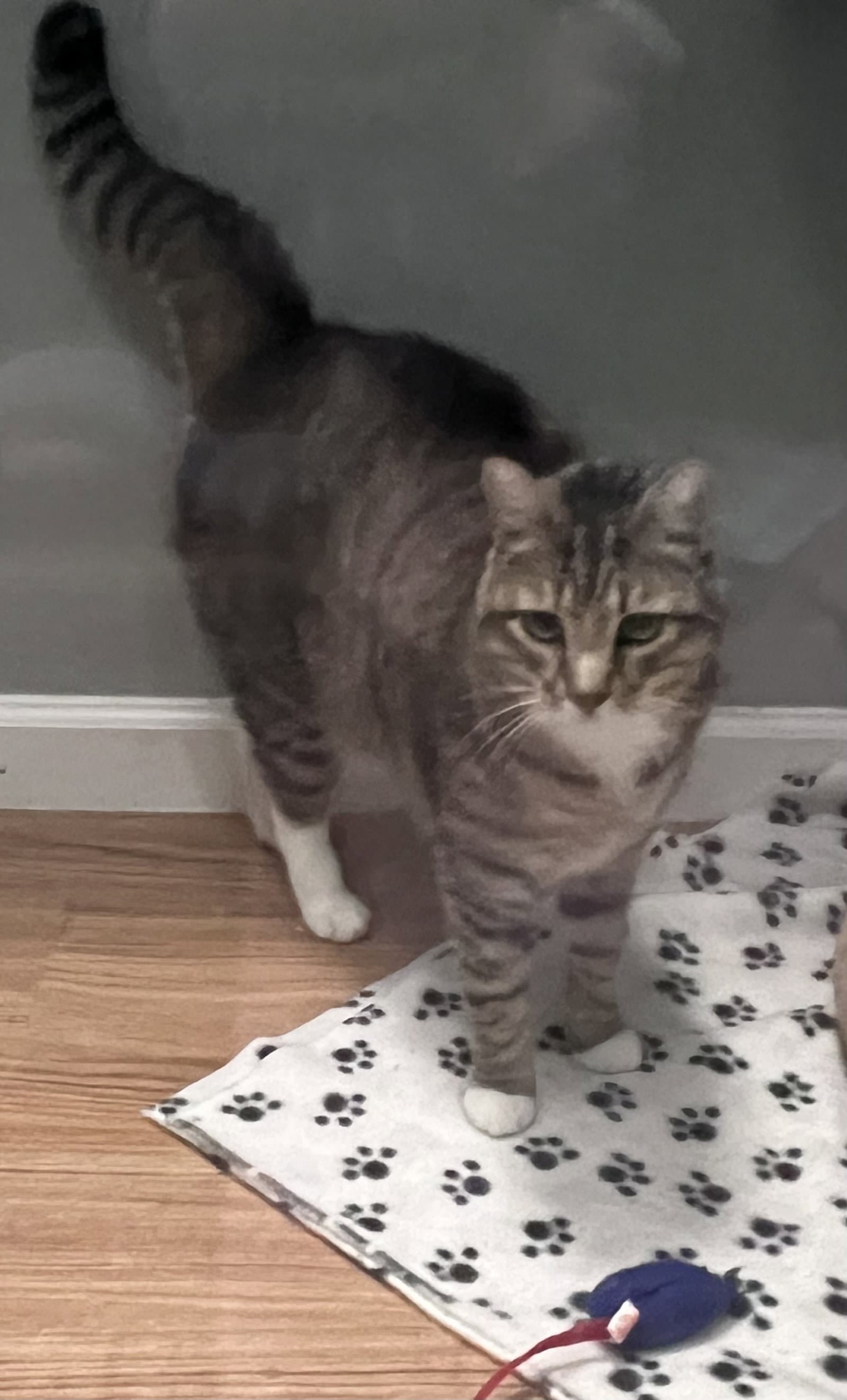 Waffle - Tabby