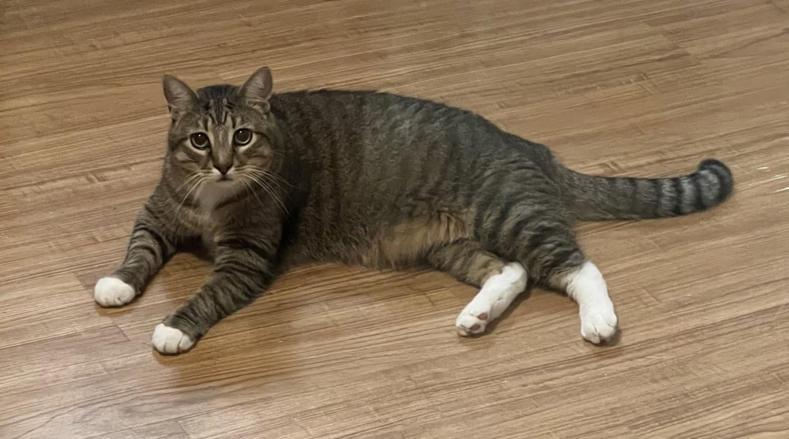 Waffle - Tabby