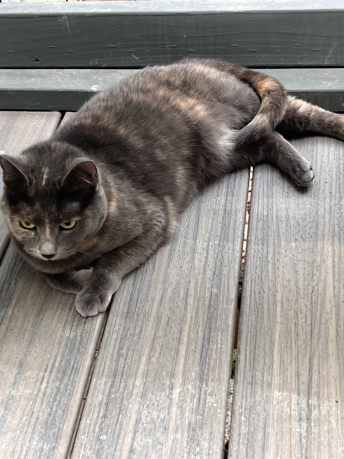 Pumpkin - Tortoiseshell