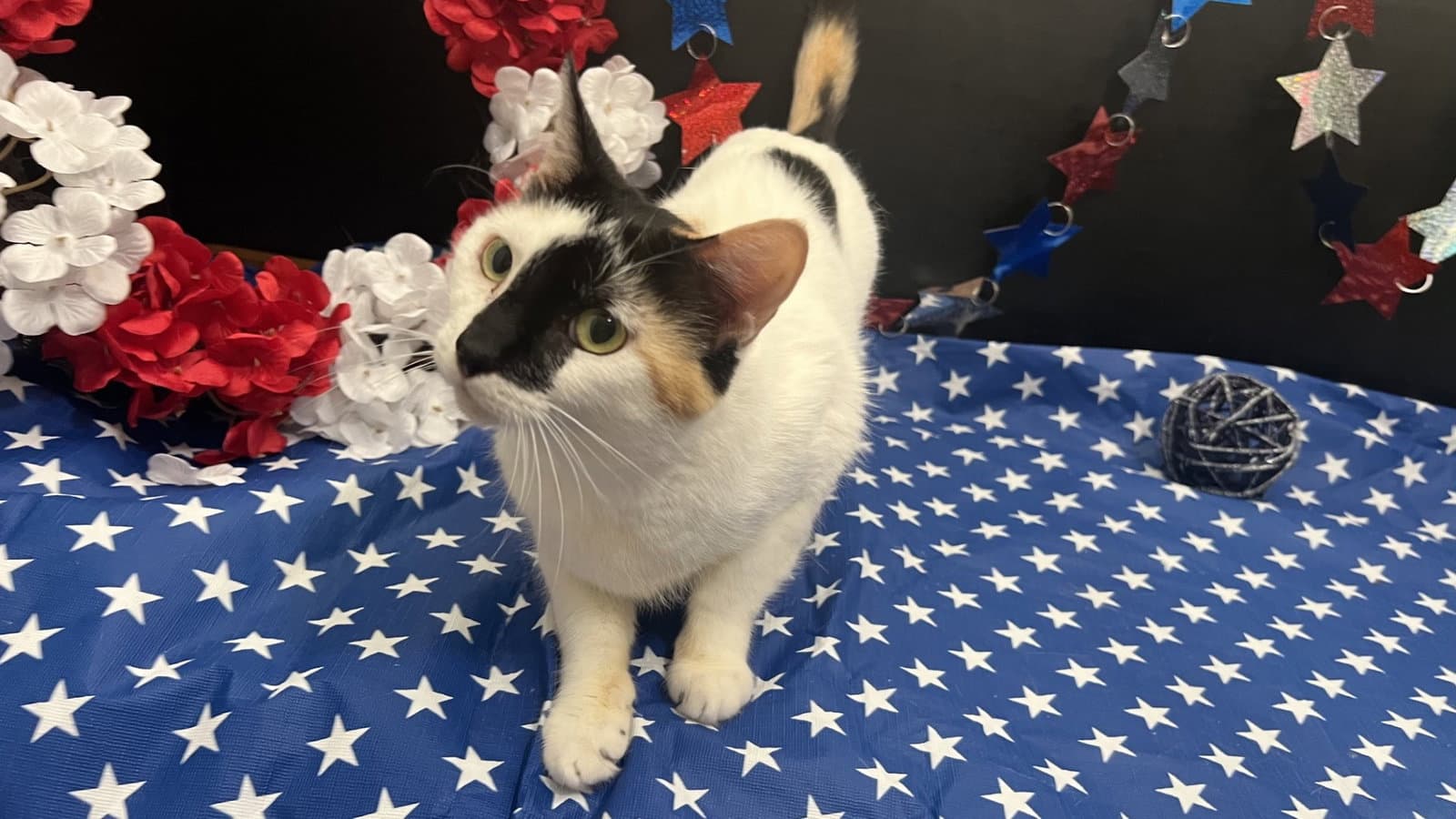 Kelly - Calico