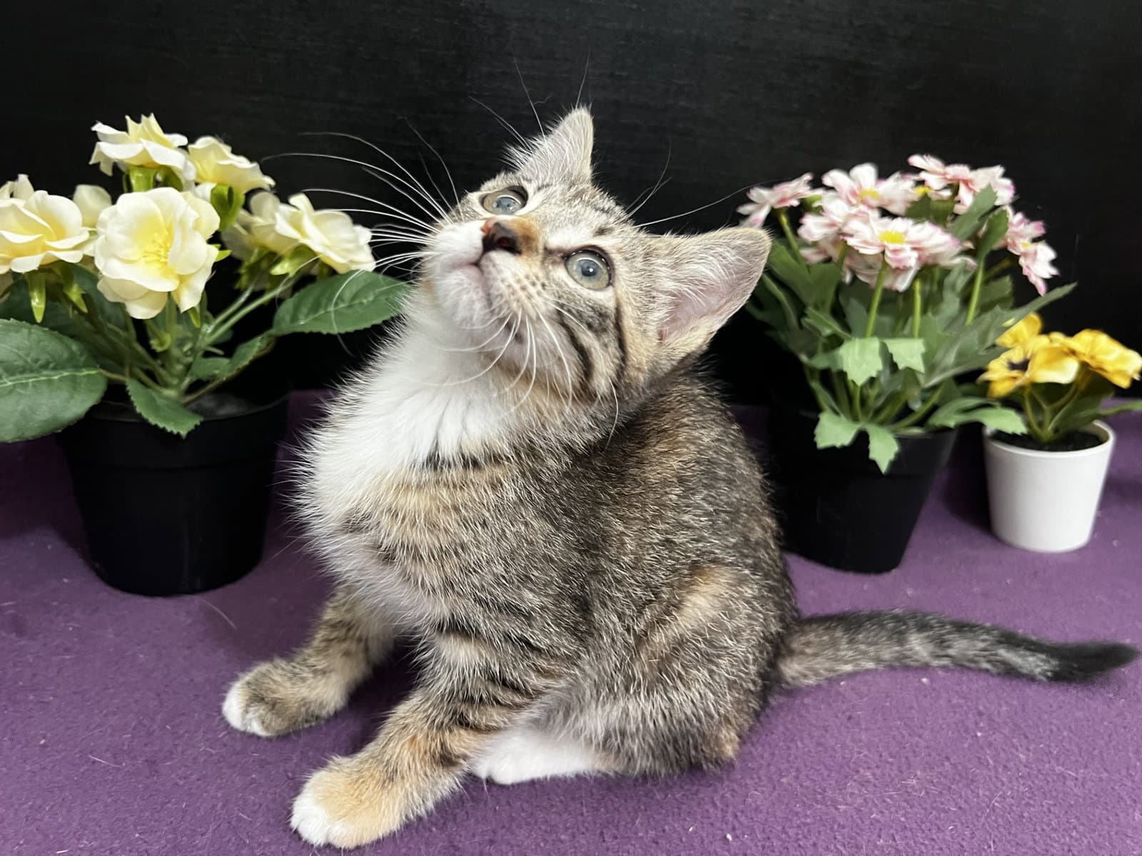 Jasmine - Tabby