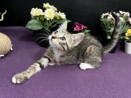 Jasmine image 2