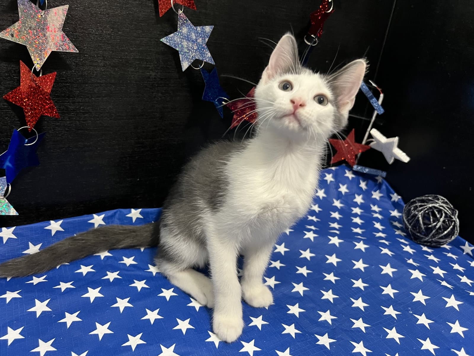 Beethoven - Domestic Short Hair