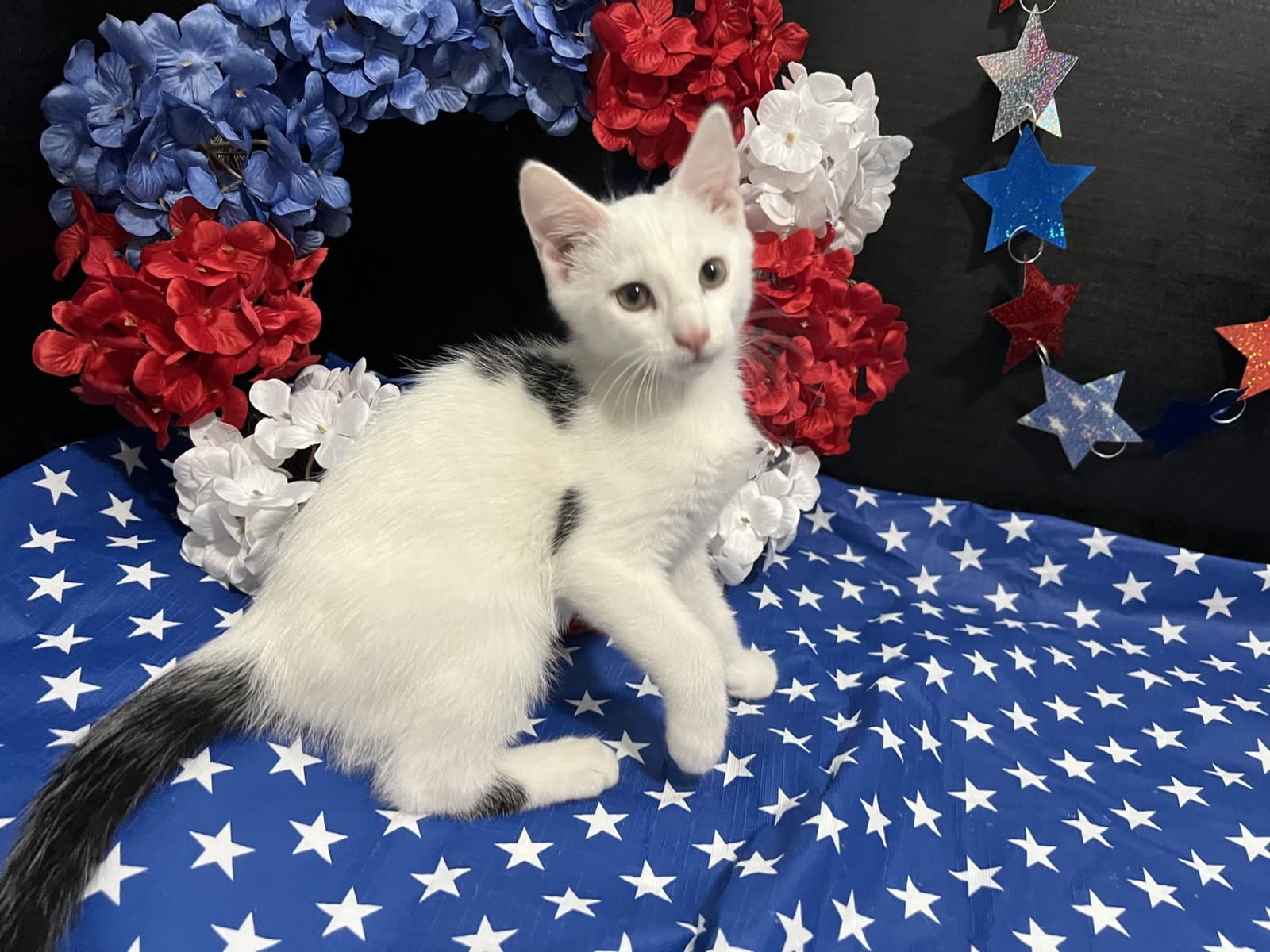 Mozart - Domestic Short Hair