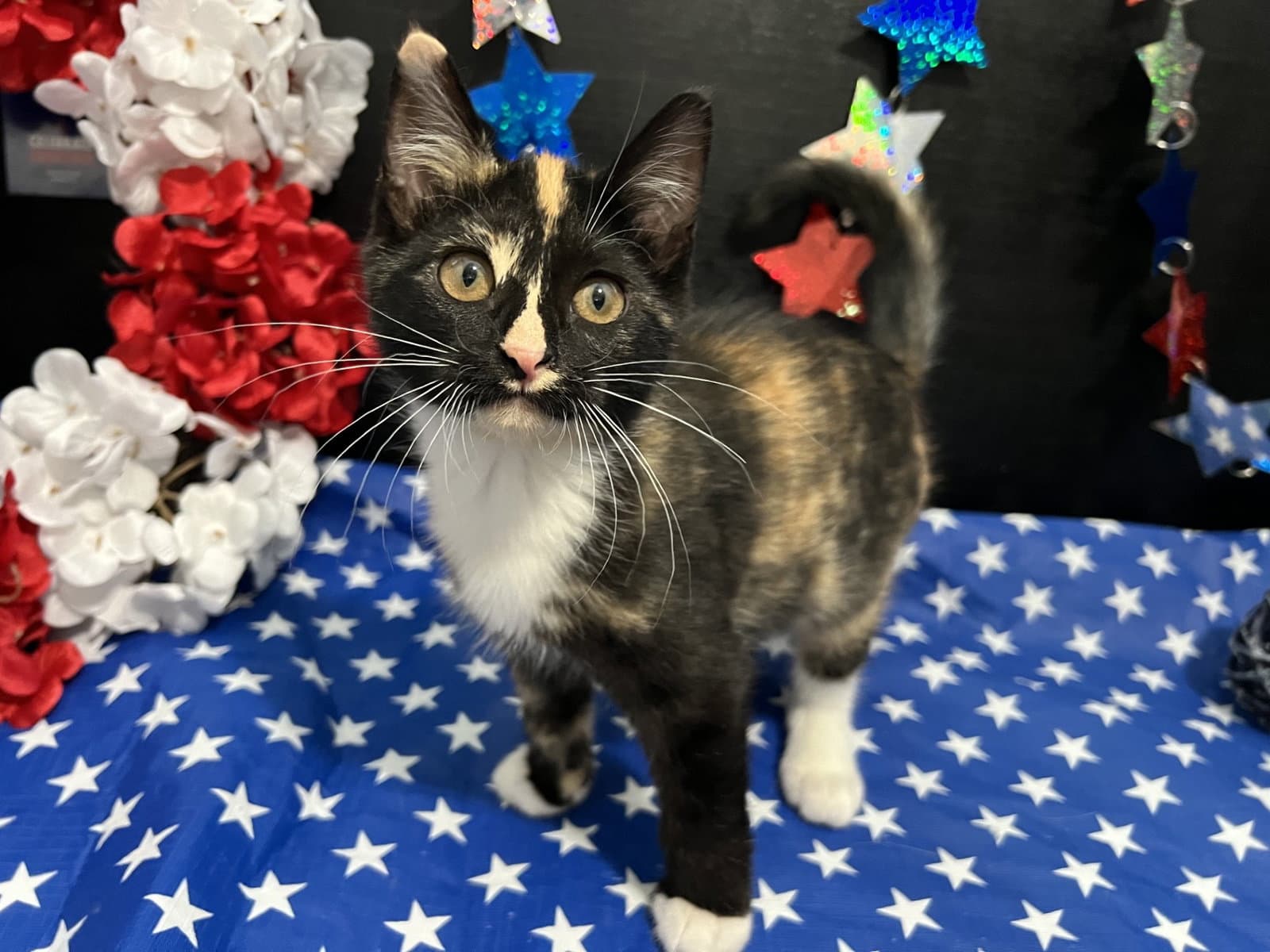 Tori - Calico