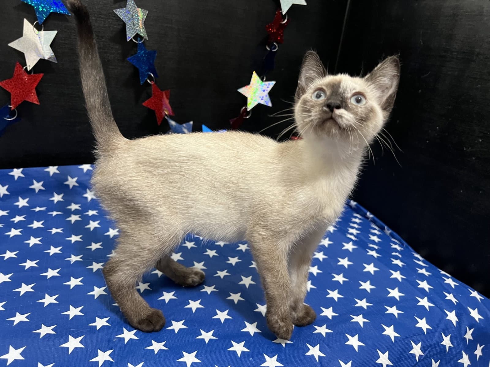 Jazzy - Siamese