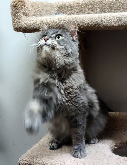 Baby - Domestic Medium Hair