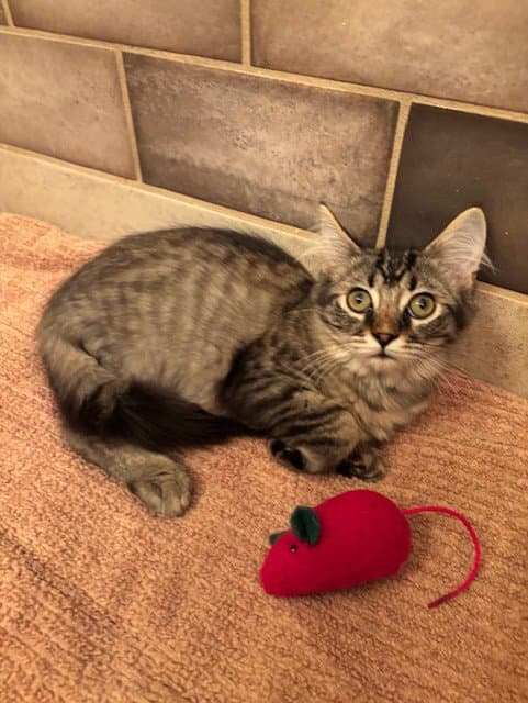 Bob - Domestic Medium Hair